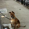 Dog Doo DNA Testing Comes To New York